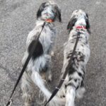 setter al guinzaglio