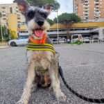 schnauzer